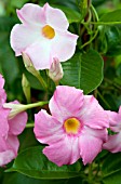 MANDEVILLA SUN PARASOL GIANT PINK