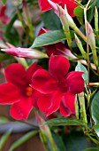 MANDEVILLA SUN PARASOL PRETTY CRIMSON