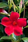 MANDEVILLA SUN PARASOL PRETTY CRIMSON