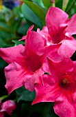 MANDEVILLA SANDERI RIO HOT PINK