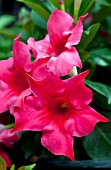 MANDEVILLA SANDERI RIO HOT PINK