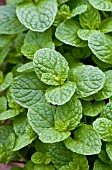 MENTHA SPICATA SPEARMINT THE BEST