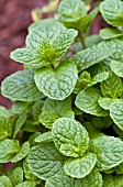 MENTHA SPICATA SPEARMINT THE BEST