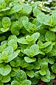 MENTHA SPICATA SPEARMINT THE BEST