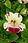 MIMULUS MYSTIC CREAM WITH SPOTS