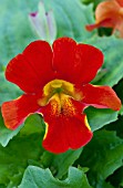 MIMULUS MYSTIC ORANGE