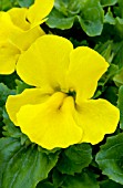 MIMULUS MYSTIC YELLOW