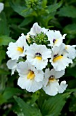 NEMESIA ANGELART ALMOND