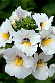 NEMESIA ANGELART ALMOND