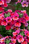 NEMESIA ANGELART FRUIT PUNCH