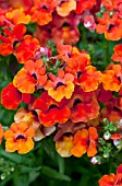 NEMESIA ANGELART ORANGE