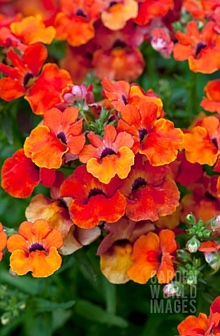 NEMESIA_ANGELART_ORANGE