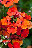 NEMESIA ANGELART ORANGE