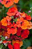 NEMESIA ANGELART ORANGE