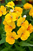 NEMESIA ANGELART PEAR