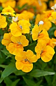 NEMESIA ANGELART PEAR