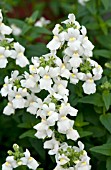 NEMESIA CONFECTION WHITE