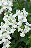 NEMESIA CONFECTION WHITE