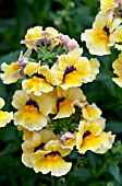 NEMESIA SERENGETI UPRIGHT YELLOW