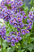 NEMESIA FRUTICANS KAROO DARK BLUE