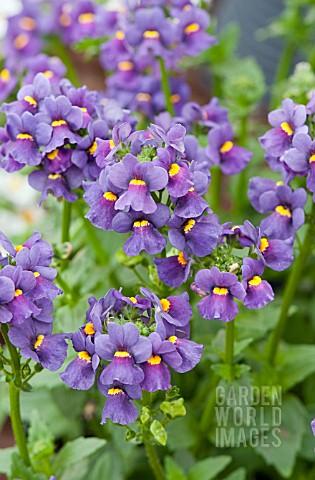 NEMESIA_FRUTICANS_KAROO_DARK_BLUE