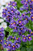 NEMESIA FRUTICANS KAROO DARK BLUE