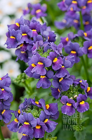 NEMESIA_FRUTICANS_KAROO_DARK_BLUE