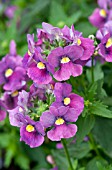 NEMESIA FRUTICANS KAROO PLUM