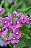 NEMESIA FRUTICANS KAROO PLUM