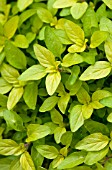 ORIGANUM VULGARE GOLDEN