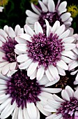 OSTEOSPERMUM D BERRY WHITE