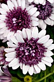 OSTEOSPERMUM D BERRY WHITE