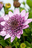 OSTEOSPERMUM D PINK