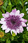 OSTEOSPERMUM D PINK