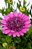 OSTEOSPERMUM D PURPLE