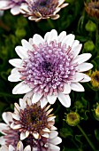 OSTEOSPERMUM D SILVER