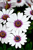 OSTEOSPERMUM AKILA WHITE PURPLE EYE