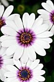 OSTEOSPERMUM AKILA WHITE PURPLE EYE