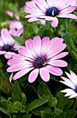 OSTEOSPERMUM ASTI PURPLE BICOLOR