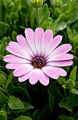 OSTEOSPERMUM ASTI PURPLE BICOLOR