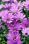 OSTEOSPERMUM CAPE DAISY ANTIQUE BLUE