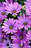 OSTEOSPERMUM CAPE DAISY ANTIQUE BLUE