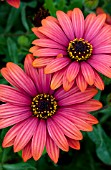 OSTEOSPERMUM CAPE DAISY FIREBURST