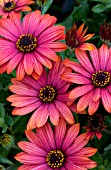 OSTEOSPERMUM CAPE DAISY FIREBURST