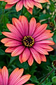 OSTEOSPERMUM CAPE DAISY FIREBURST