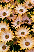 OSTEOSPERMUM CAPE DAISY MARA