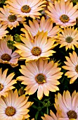 OSTEOSPERMUM CAPE DAISY MARA