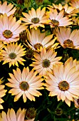 OSTEOSPERMUM CAPE DAISY MARA