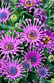 OSTEOSPERMUM CAPE DAISY NASINGA PURPLE