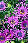 OSTEOSPERMUM CAPE DAISY NASINGA PURPLE